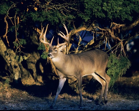 Texas Sporting Licenses and Game Harvests